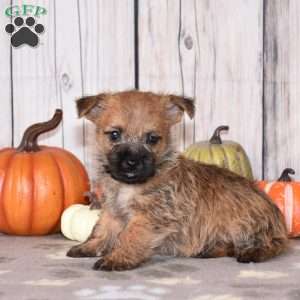 Nellie, Cairn Terrier Puppy